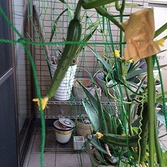 我が家の家庭菜園　！