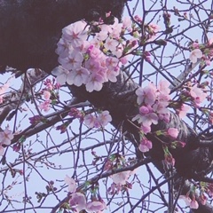 咲いた　咲いた　桜が　咲いた！！