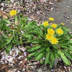 今年は特に空も花もきれいです！　