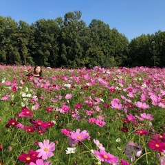 20年振り！コスモス畑へ行ってみた♪