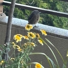 ベランダに野鳥が巣作り　？